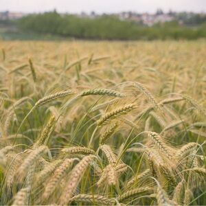 Meet your Posher, Kris